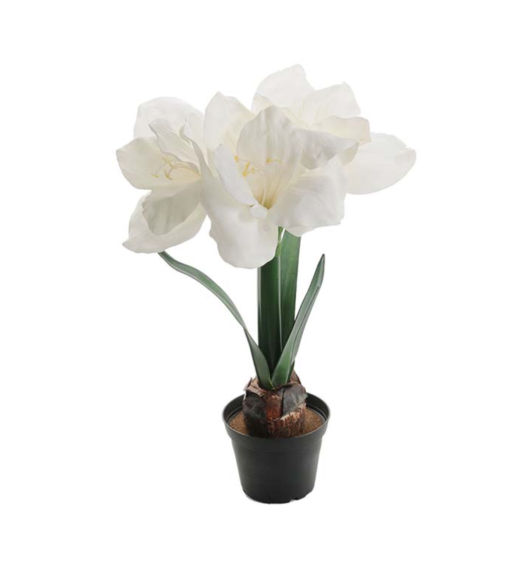 Mr Plant - Amaryllis - Hvit