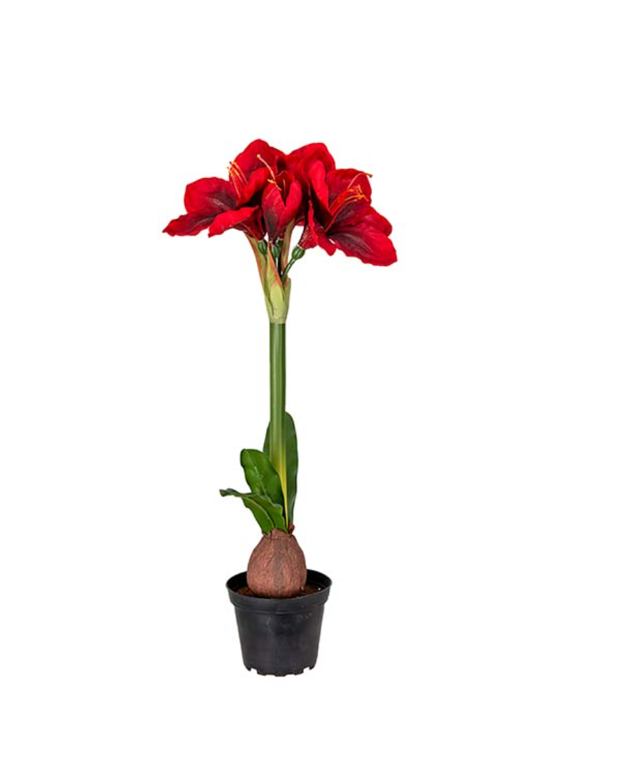 Mr Plant - Amaryllis i krukke - rød